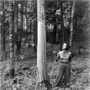 Nina Leopold observes stripping of white cedar