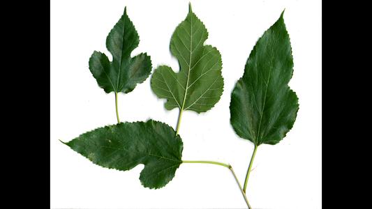 Morus alba - four leaf forms