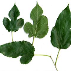 Morus alba - four leaf forms