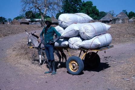 Young Man with Donkey Cart Loaded with Bags of Groundnuts