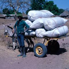 Young Man with Donkey Cart Loaded with Bags of Groundnuts