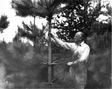 Examining red pines near the Shack, 1946
