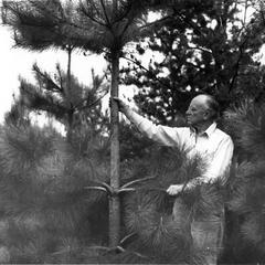 Examining red pines near the Shack, 1946