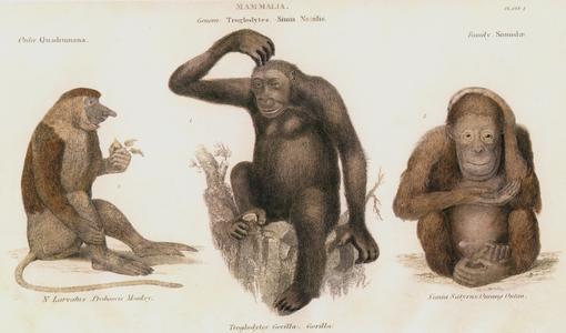 Proboscis, Gorilla, & Orangutan Print