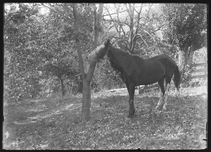 "Sellye" (horse) - October