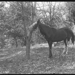 "Sellye" (horse) - October