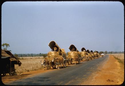 Line of village carts on paved road