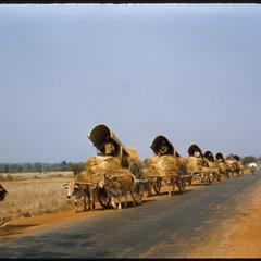 Line of village carts on paved road
