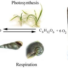 Photosynthesis and respiration : the reciprocal relationship between plants and animals in an enclosure