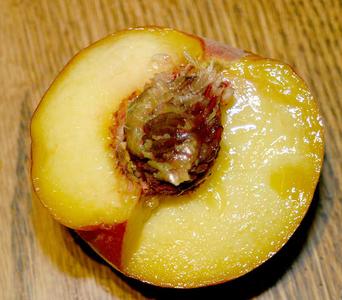Cut peach showing stone