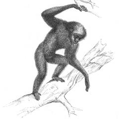 Gibbon choromandus