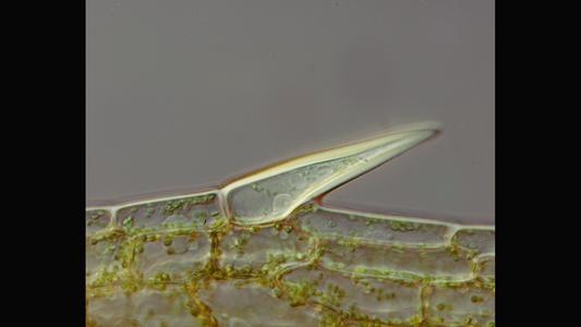 Elodea leaf tissue : DIC optics - 60x objective