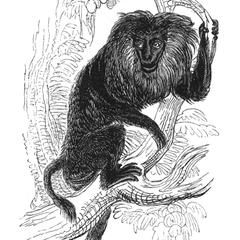 Climbing Lion-Tailed Macaque Print