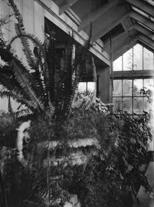 Greenhouse interior at Burlington home