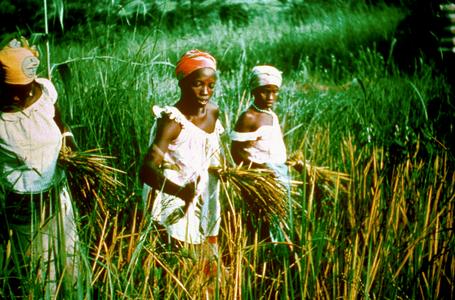 Women Harvesting Rice