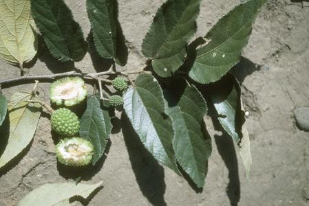 Guazuma ulmifolia branch and fruit, Santa Rosa National Park