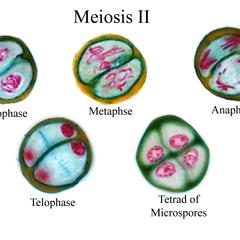 Composite of cells in each stage of meiosis II of Lilium microsporogenesis