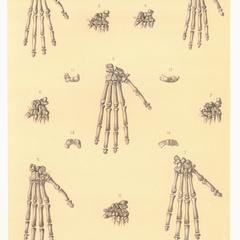 Pattes anterieures de Lemurs (Lemur front hands)
