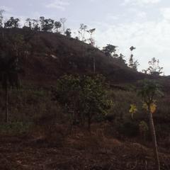 Ilesa trees and hills