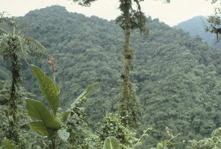 E.K. Allen addition to Monteverde Reserve