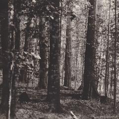 Timber on Pickerel Lake