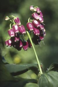 Tinantia (Commelinaceae)