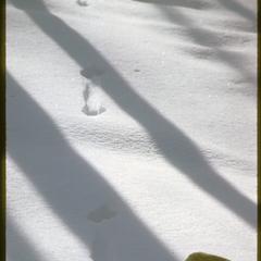 Weasel tracks in snow, Ridgeland