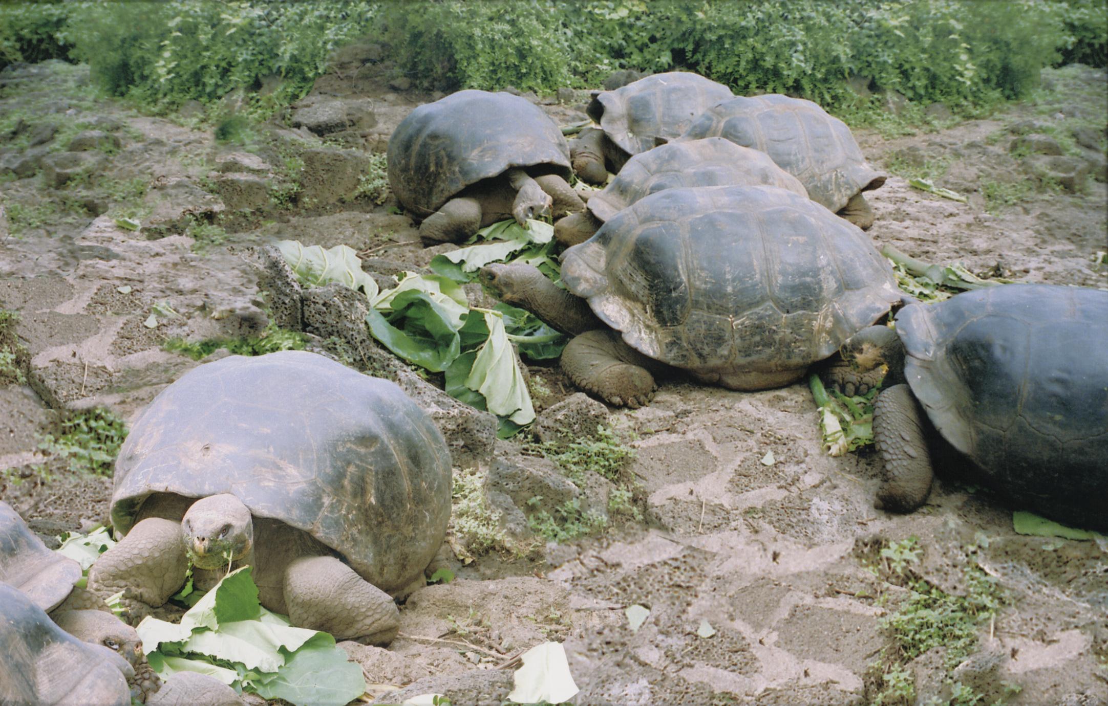 Galápagos Tortoises (Geochelone elephantopus)