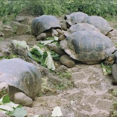 Galápagos Tortoises (Geochelone elephantopus)