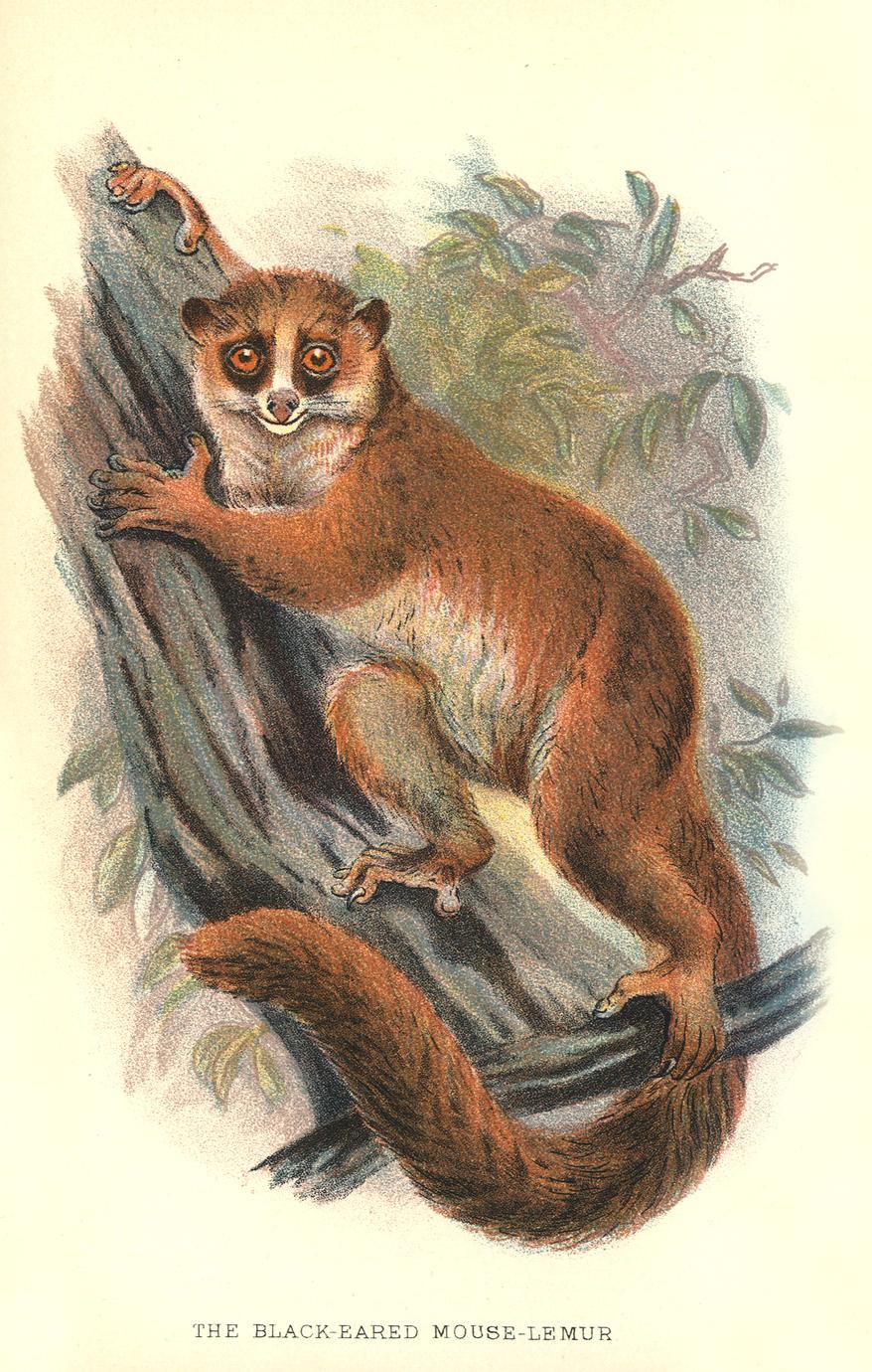 The Black-Eared Mouse-Lemur