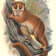 The Black-Eared Mouse-Lemur