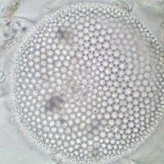 Diatomaceous earth through DIC illumination - valve view of a centric diatom