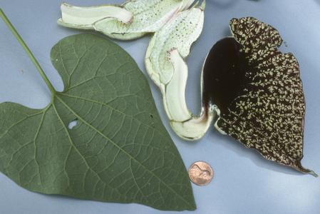 Leaf and flower of a species of Aristolochia in rainforest near Cuilapa