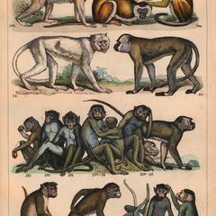 Macaque Group Print