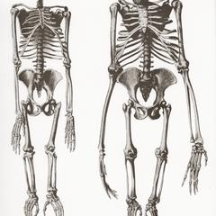 Chimpanzee and Orangutan skeletons