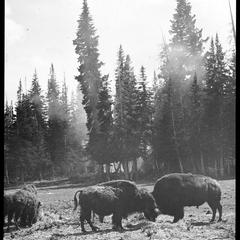 Buffalo on island in Yellowstone lake