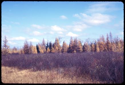 Tamarack and black spruce in the fall