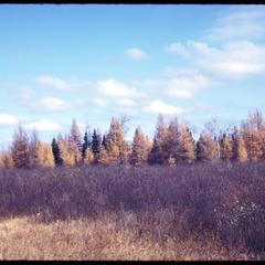 Tamarack and black spruce in the fall