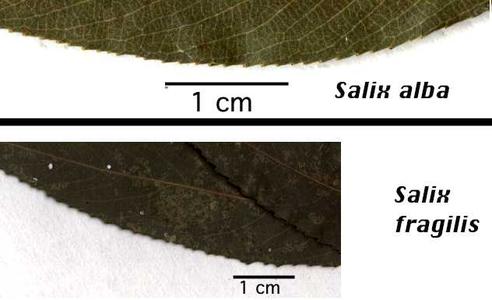 Leaf margins of two different species of willow