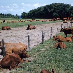 Cows laying in pasture