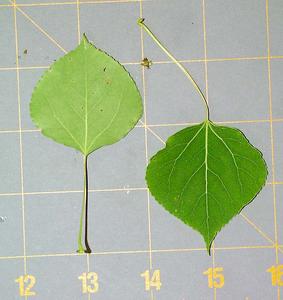 Trembling aspen leaves