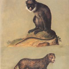 Lesser White-Nosed Guenon and Leopard Print