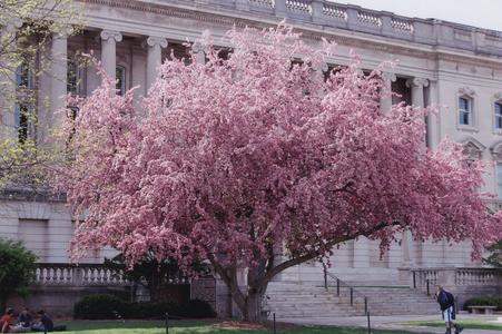 Crabapple tree in front of Wisconsin Historical Society