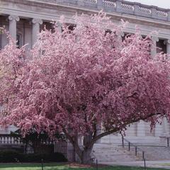 Crabapple tree in front of Wisconsin Historical Society