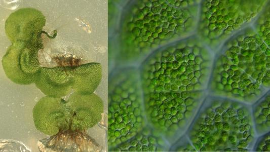 Composite of chloroplasts of gametophyte of Polypodium - 100x objective DIC illumination
