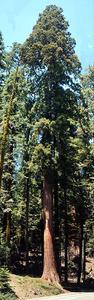 Young tree of coastal redwood