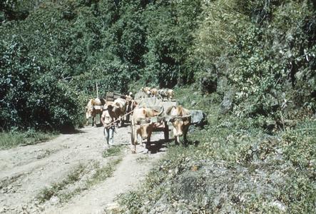 Ox-cart train carrying butter near St. Cruz de Turrialba