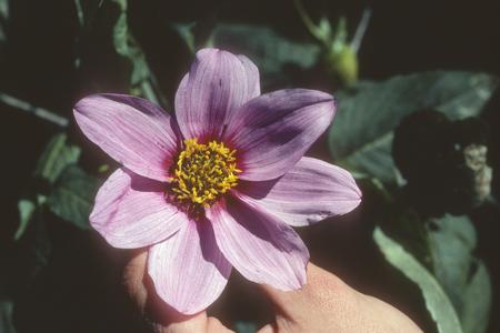 Dalea flower