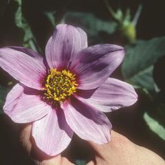 Dalea flower