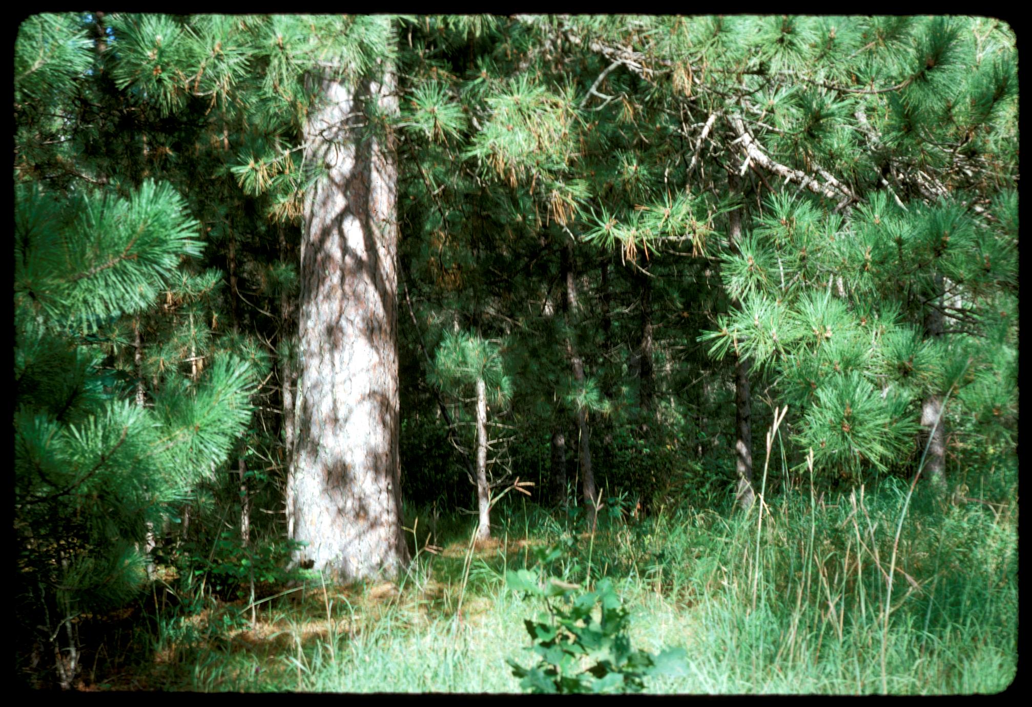 Open grown Pinus resinosa